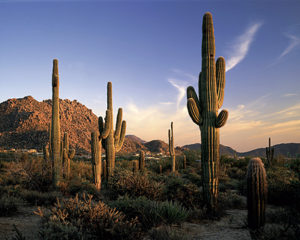 The Heart of Scottsdale