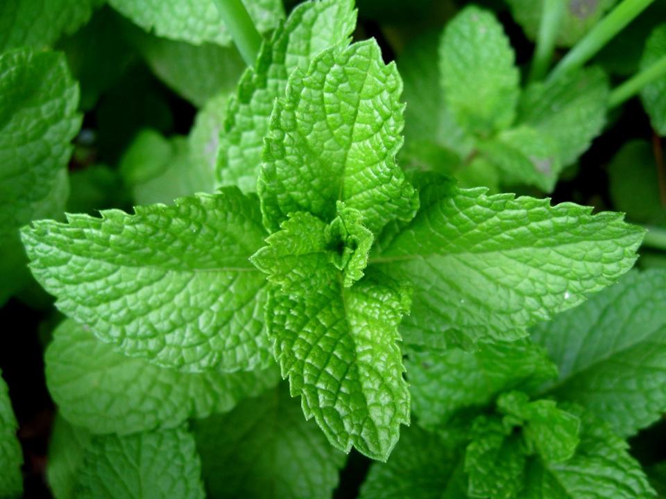 peppermint oil benefits ibs