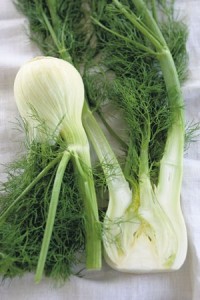 fennel