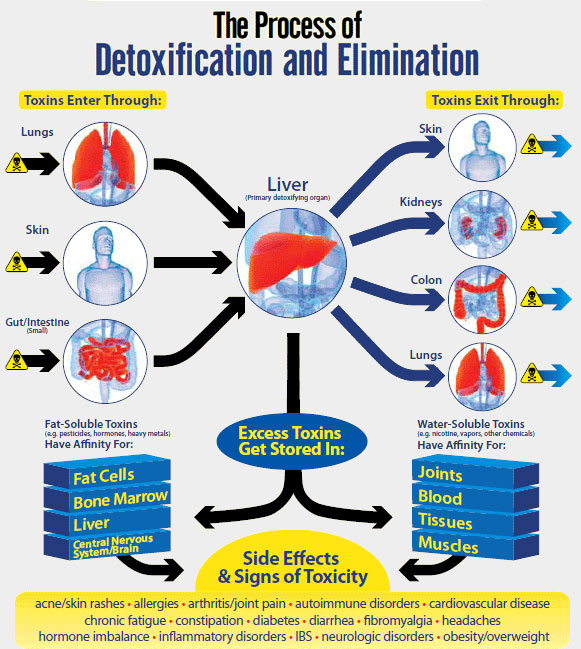 Liver detoxification benefits