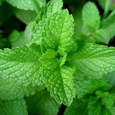 19 Health Benefits of Peppermint